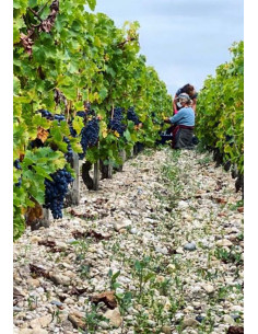 Fée aux Roses 2009 - Les Caves de Taillevent 2