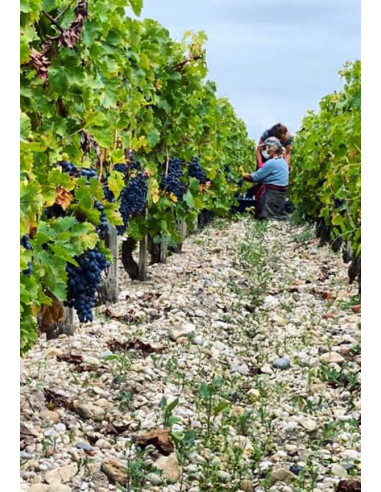 Bordeaux, Saint-Estèphe, Fée aux Roses 2009