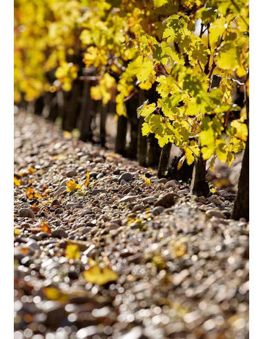 Bordeaux, Saint-Estèphe, Château Phélan Ségur, Frank Phélan 2015