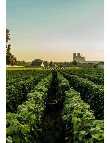 Champagne, Lanson, Green Label Bio 