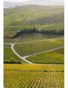 Henriot Blanc de Blancs - Les Caves de Taillevent 2