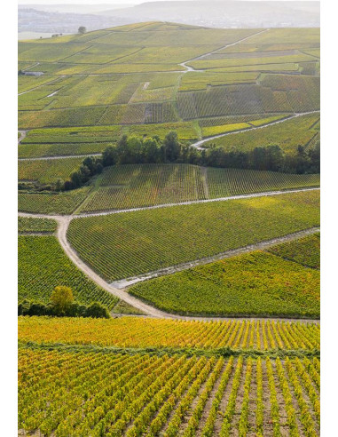 Henriot Blanc de Blancs - Les Caves de Taillevent