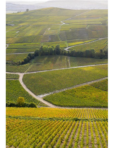 Henriot Blanc de Blancs - Les Caves de Taillevent