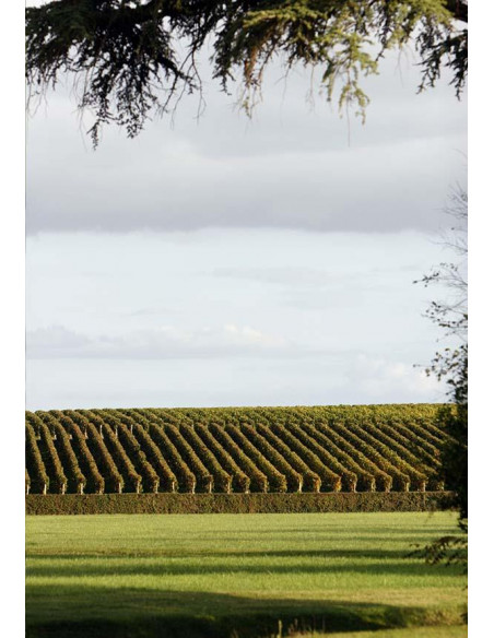 Bordeaux, Saint-Estèphe, Château Phélan Ségur en Magnum, 2014