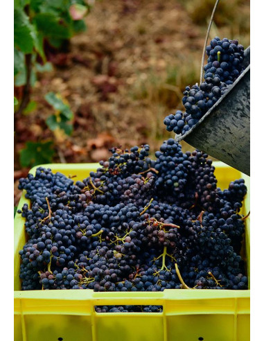 Champagne, Charles Heidsieck, Blanc des Millénaires, 2007