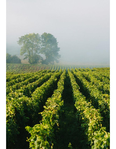 Henriot Rosé Millésimé 2012 - Les Caves de Taillevent