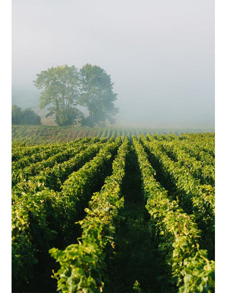 Henriot Rosé Millésimé 2012 - Les Caves de Taillevent