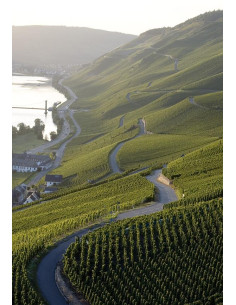 Allemagne, Mosel, Schaefer Willy, Graacher Domprobst Spatlese, 2018 2