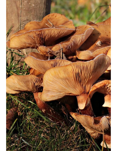 Languedoc, IGP Côtes Catalanes, Danjou Banessy, Coste 2019