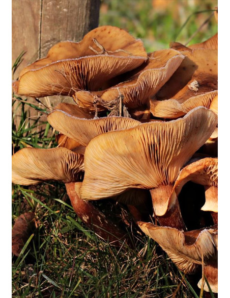 Languedoc, IGP Côtes Catalanes, Danjou Banessy, Coste 2019