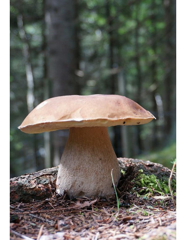 Bordeaux, Château de Bel, Bel en Blanc 2012 