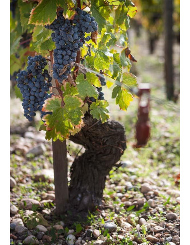 Bordeaux, Saint-Estèphe, Château Phélan Ségur, 2017, Magnum