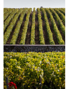 Bordeaux, Saint-Estèphe, Château Phélan Ségur, Frank Phélan, 2018, Magnum 2
