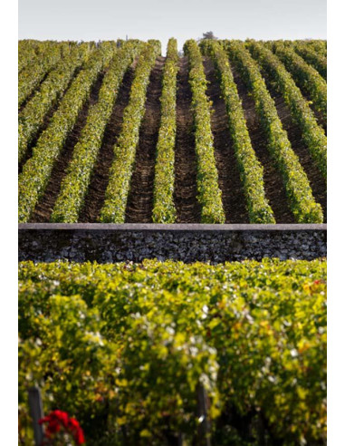 Bordeaux, Saint-Estèphe, Château Phélan Ségur, Frank Phélan, 2018, Magnum