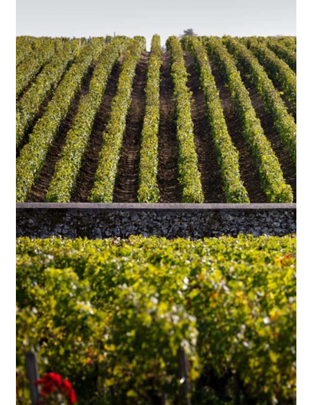 Bordeaux, Saint-Estèphe, Château Phélan Ségur, Frank Phélan, 2018, Magnum