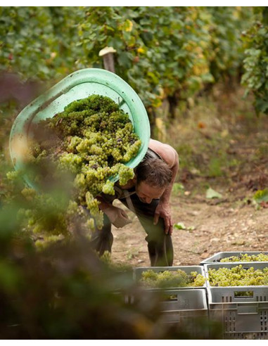 Bourgogne, Bourgogne Aligoté, Domaine Perraud, Bourgogne Aligoté, 2021
