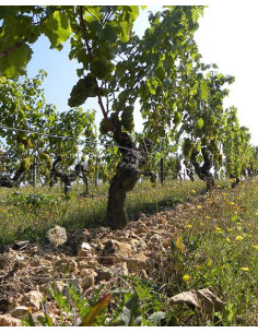 Vallée de la Loire, AOP Touraine, La Grange Tiphaine, Clef de Sol 2020 2