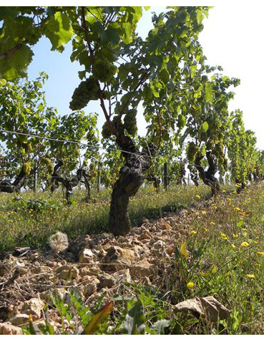 Vallée de la Loire, AOP Touraine, La Grange Tiphaine, Clef de Sol 2020