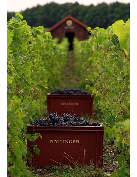 Achat en ligne Champagne Bollinger Spécial Cuvée | 75 cl