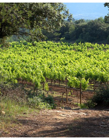 Provence, IGP Méditerranée, Château Revelette, Le Grand Blanc, 2021