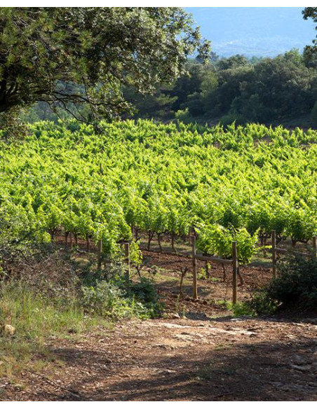Provence, Château Revelette, Le Grand Blanc, 2021