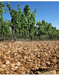 Sud-Ouest, Cahors, Combel la Serre, Au Cerisier, 2021 2
