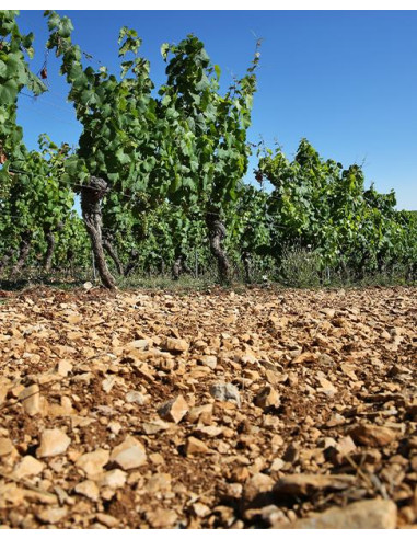 Sud-Ouest, Cahors, Combel la Serre, Au Cerisier, 2021