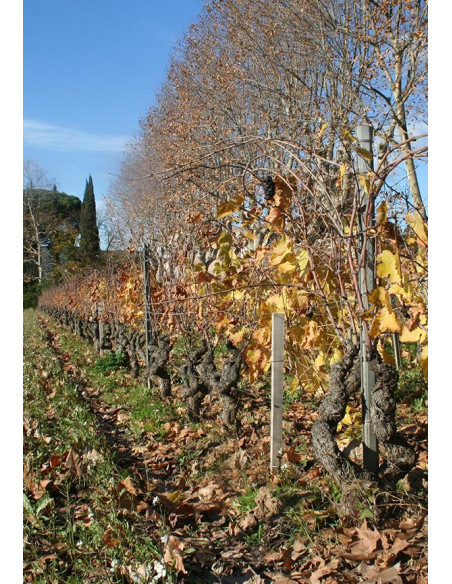 Provence, Bandol, Domaine Tempier, 2021