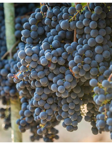 Sud-Ouest, AOC Cahors, Mas del Périé, Les Escures, 2021