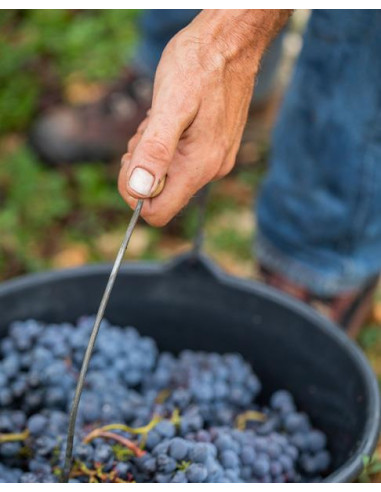 Mas del Périé Les Acacias 2020 - Les Caves de Taillevent