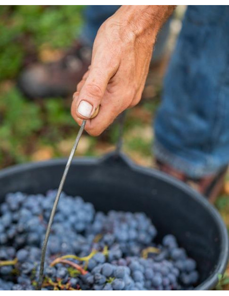 Mas del Périé Les Acacias 2020 - Les Caves de Taillevent