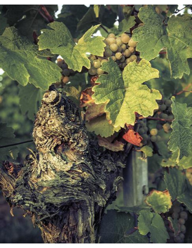 Alsace, AOC Crémant d’Alsace, Domaine Valentin Zusslin, Brut N.M