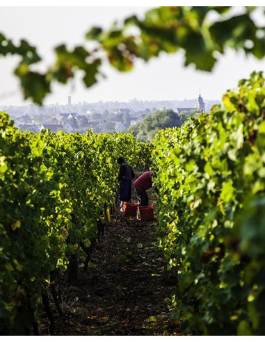 Alsace, Alsace Grand Cru, Domaine Valentin Zusslin, Riesling Grand Cru Pfingstberg, 2017