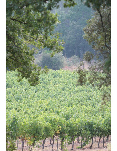 Côtes-de-Provence, Domaine Gavoty, 2021, Caves de Taillevent