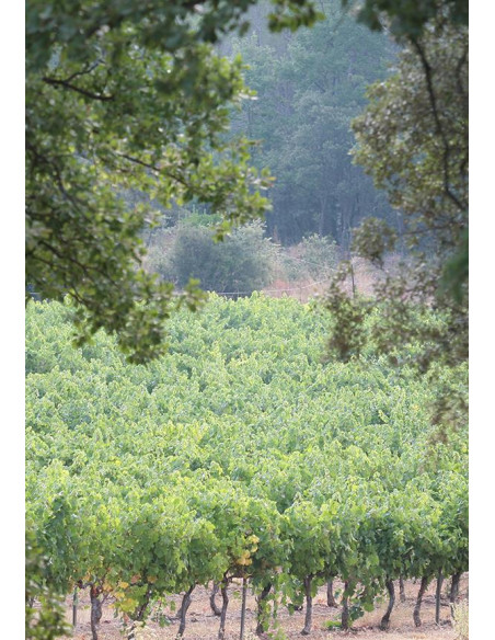 Côtes-de-Provence, Domaine Gavoty, 2021, Caves de Taillevent
