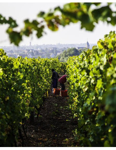 Alsace, AOC Alsace, Domaine Valentin Zusslin, Gewurztraminer Bollenberg, 2020 2