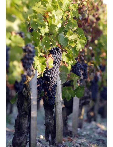 Bordeaux, Saint-Estèphe, Château Phélan Ségur, 2018