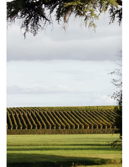 Bordeaux, Saint-Estèphe, Château Phélan Ségur, 2013, Demi Bordeaux, Saint-Estèphe, Château Phélan Ségur, 2013, Demi
