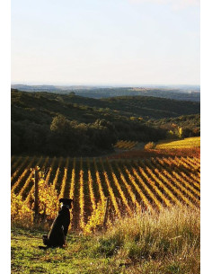 Languedoc-Roussillon, Faugères, Bardi d’Alquier, Les Premières, 2018, Rouge 2