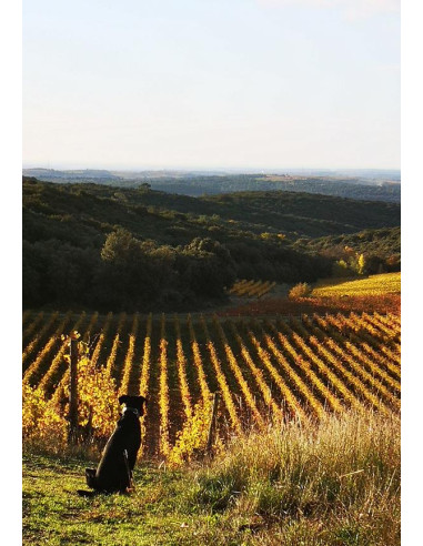 Languedoc-Roussillon, Faugères, Bardi d’Alquier, Les Premières, 2018, Rouge