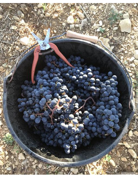 Combel la Serre Le Lac aux Cochons 2019 - Les Caves de Taillevent