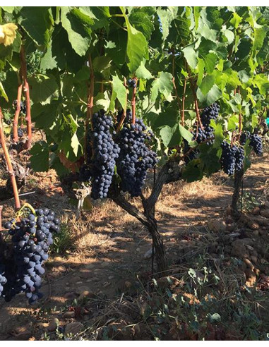 Vallée du Rhône, Châteauneuf-du-Pape, Domaine de la Solitude, Châteauneuf-du-Pape, 2023, Rouge