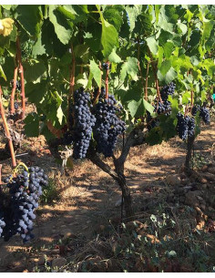 Vallée du Rhône, Châteauneuf-du-Pape, Domaine de la Solitude, Barberini, 2023, Rouge 2