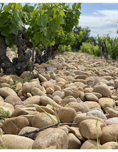 Vallée du Rhône, Châteauneuf-du-Pape, Domaine de la Solitude, Châteauneuf-du-Pape Blanc, 2024