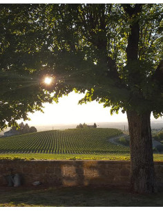 Vallée de la Loire, IGP Côte Roannaise, Domaine Sérol, Perdrizière, 2023 2