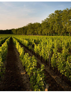 Bordeaux, Pessac-Léognan, Château Carbonnieux, Blanc, 2021 2