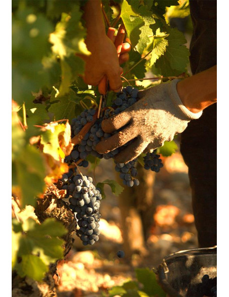 Saint-Julien, Château Branaire-Ducru, 2017