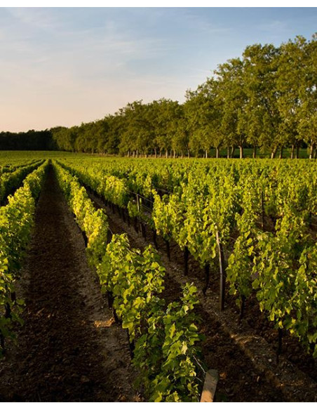 Bordeaux, Pessac-Léognan, Château Carbonnieux, 2014, Blanc