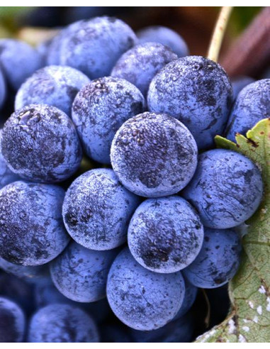 Vallée du Rhône, Côtes-du-Rhône, Domaine Gramenon, Poignée de Raisins, 2024