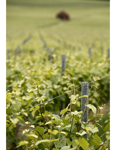 Bollinger Spécial Cuvée Magnum N.M. - Taillevent